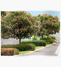 Red Horse Chestnut Trees - Warragul, Gippsland Poster