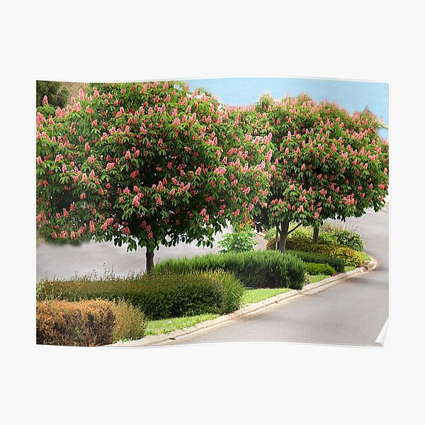 Red Horse Chestnut Trees - Warragul, Gippsland Poster