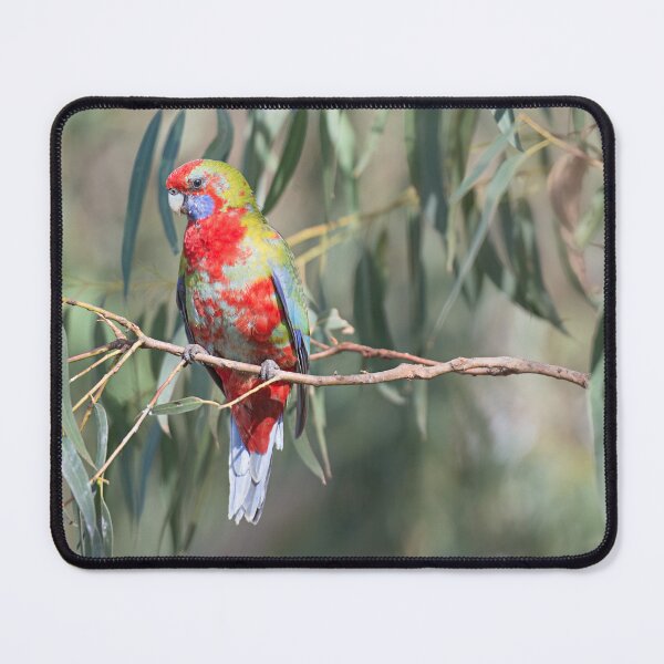 Item preview, Rosella at Kennett River, Great Ocean Road, Victoria designed and sold by Liza Clements Photographic.