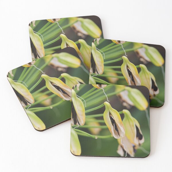 Item preview, Agapanthus Is Going To Seed designed and sold by Joy Watson - Natural Light Photography .