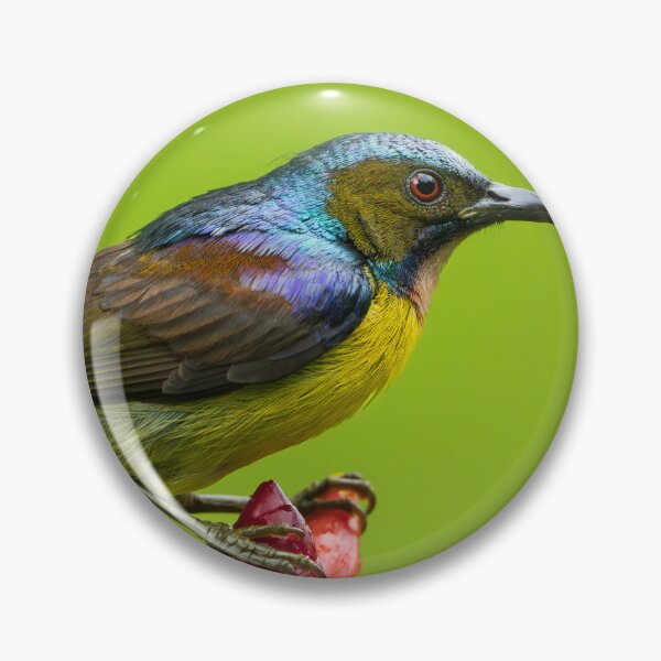 Item preview, Brown-Throated Sunbird designed and sold by TravellingFatmn.