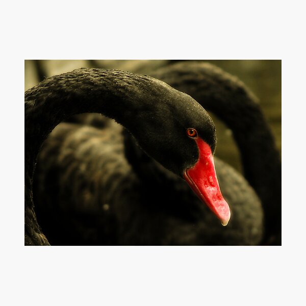 Bended Photographic Print