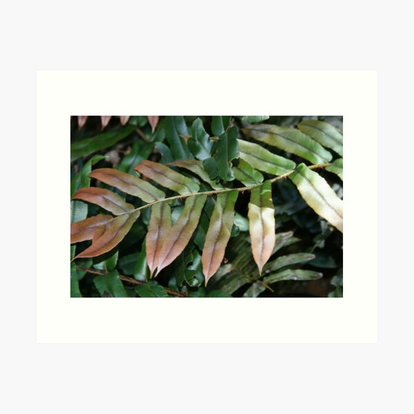 Leaf pattern Art Print