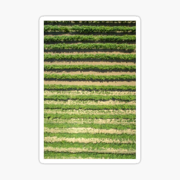 Item preview, Grapevines, Greece (C036/9232) designed and sold by SciencePhoto.
