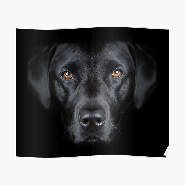Year of the Dog Black Dog Poster