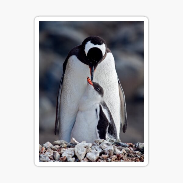 Vista previa del artículo con la obra «Canción de cuna (Gentoo Penguin & Chick, Port Lockroy, Antártida)», diseñado y vendido por Krys Bailey.