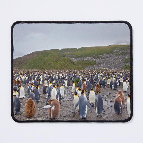 Item preview, So where are the Penguins? designed and sold by Krys Bailey.