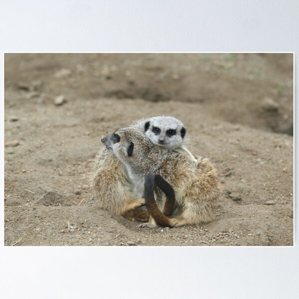 Artikelvorschau, Meerkat Couple entworfen und verkauft von drpeterfw.
