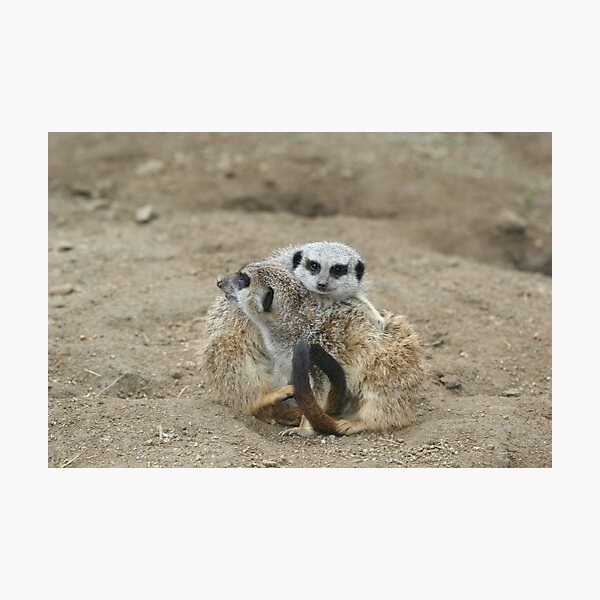 Item preview, Meerkat Couple designed and sold by drpeterfw.
