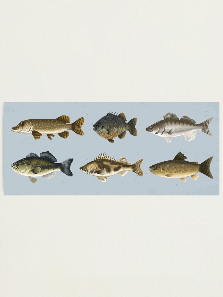freshwater fish Photographic Print by DerSenat