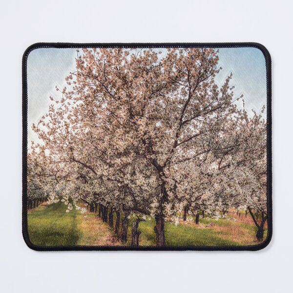 Item preview, Cherry Orchard in Spring designed and sold by KEnzPhotography.