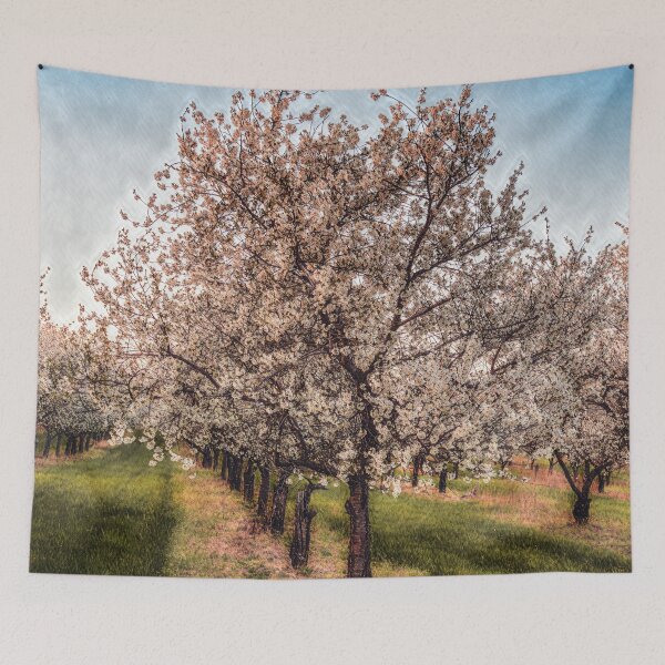 Item preview, Cherry Orchard in Spring designed and sold by KEnzPhotography.