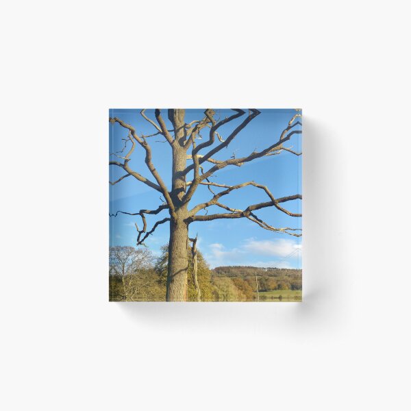 Item preview, Bare Tree designed and sold by MarkP57.