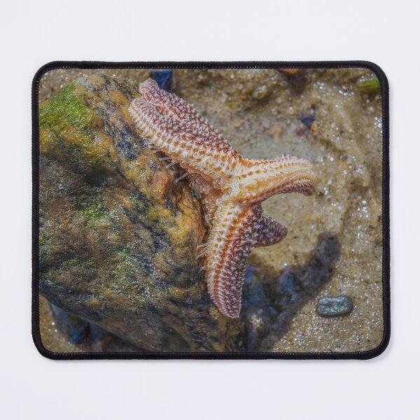 Item preview, Starfish have 100s of Suction Cup Feet designed and sold by JulieAnnPix.