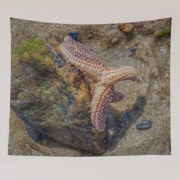 Item preview, Starfish have 100s of Suction Cup Feet  designed and sold by JulieAnnPix.
