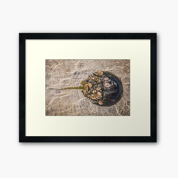 Item preview, Horseshoe Crab on the Move designed and sold by JulieAnnPix.