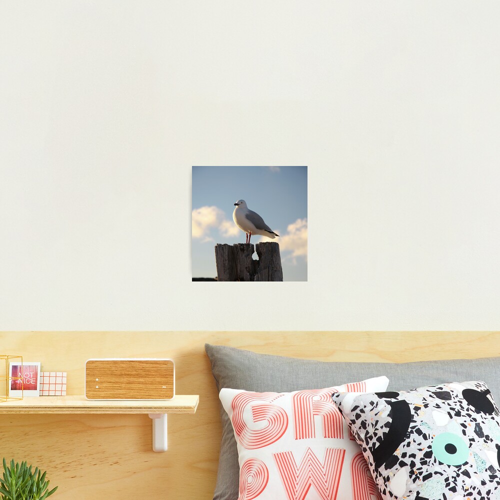 Seagull Photographic Print