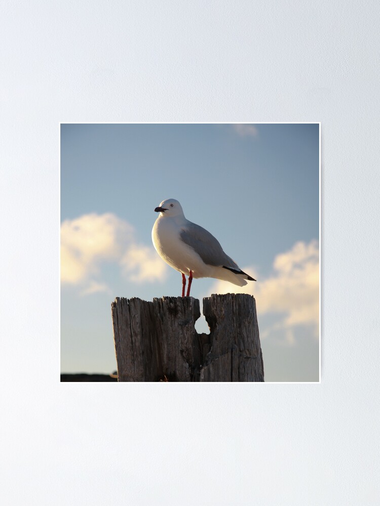 Alternate view of Seagull Poster