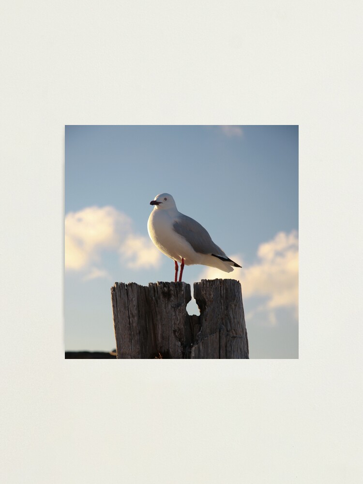 Alternate view of Seagull Photographic Print