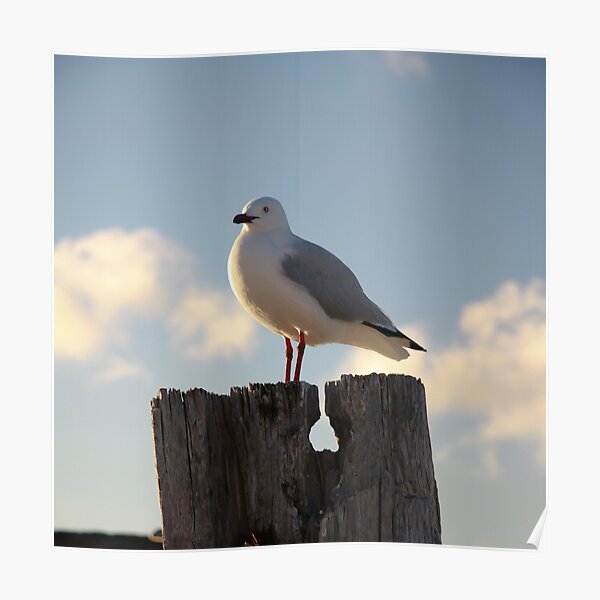 Seagull Poster