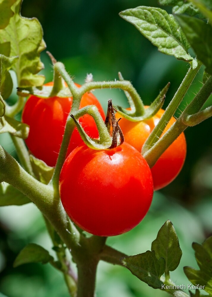 "Cherry Tomatoes on the Vine" by Keifer Redbubble
