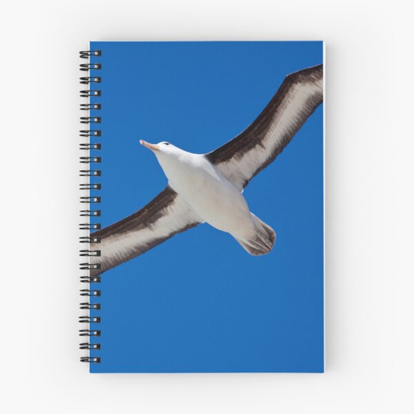 Item preview, Soar (Black-Browed Albatross, Falklands) designed and sold by Krys Bailey.
