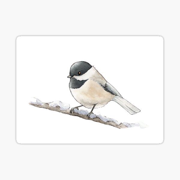 Black-Capped Chickadee Original Watercolor Painting Sticker