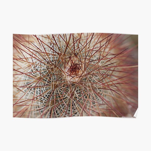 Barbed surface, cactus in thorns Poster