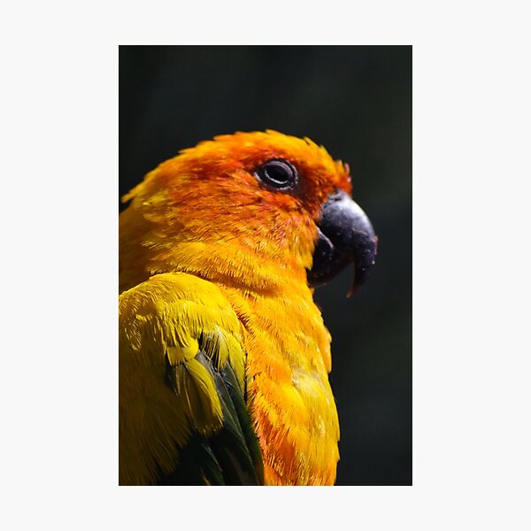 Image Of A Parrot In His Enclosure Background, Conure Picture, Bird, Parrot  Background Image And Wallpaper for Free Download