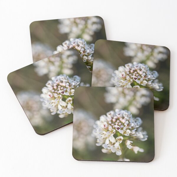 Item preview, Springdreams. Alpine penny-cress designed and sold by Jouko Lehto Photography.
