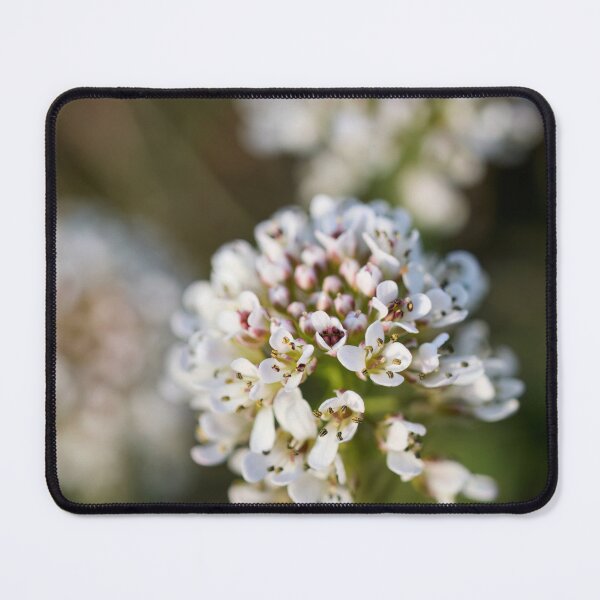 Item preview, Springdreams. Alpine penny-cress designed and sold by Jouko Lehto Photography.