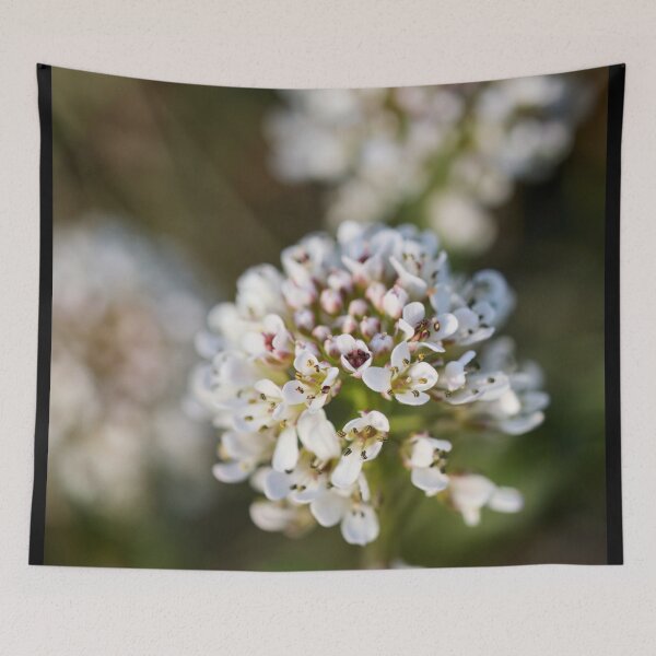 Item preview, Springdreams. Alpine penny-cress designed and sold by Jouko Lehto Photography.