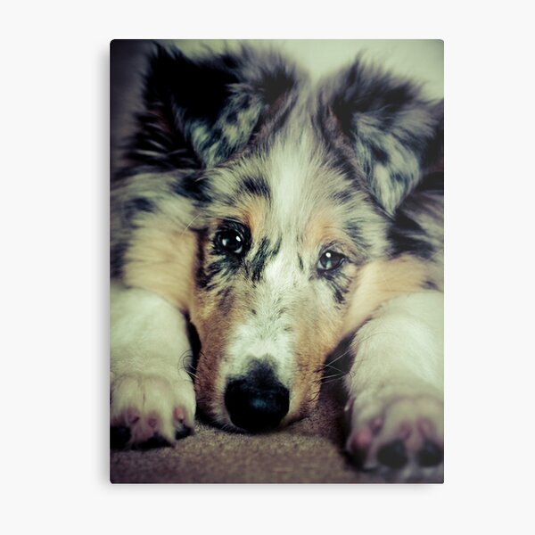 Folorn Metal Print