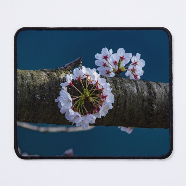 Item preview, Circular cherry blossom designed and sold by Shizenkai.