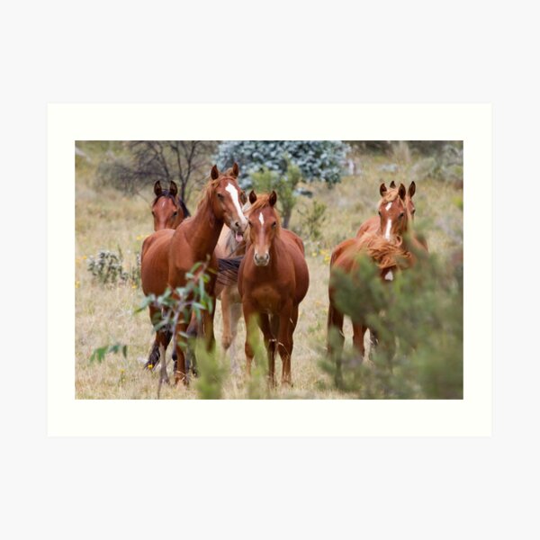 Wild Brumbies - Kosciuszko National Park, NSW Art Print