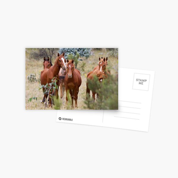 Wild Brumbies - Kosciuszko National Park, NSW Postcard