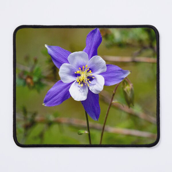 Item preview, Colorado blue columbine designed and sold by Shizenkai.