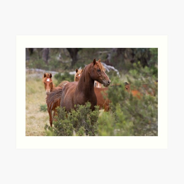 Wild Brumbies - Kosciuszko National Park, NSW Art Print