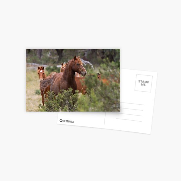 Wild Brumbies - Kosciuszko National Park, NSW Postcard