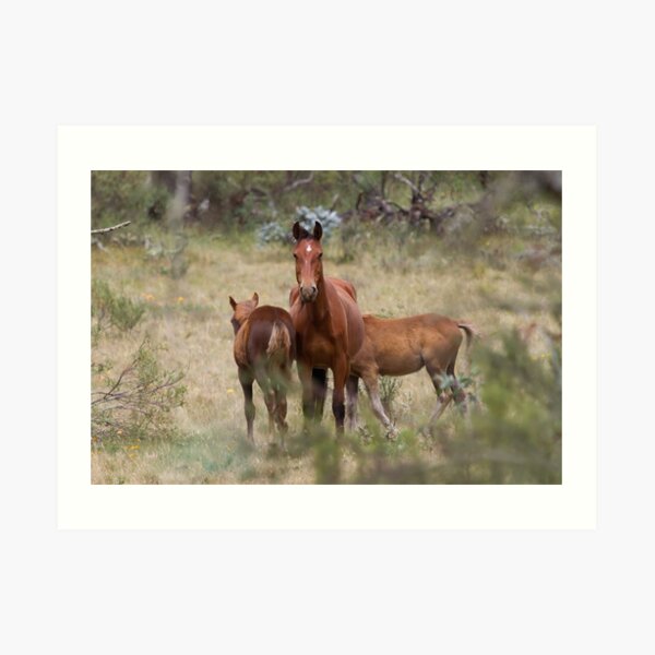 Wild Brumbies - Kosciuszko National Park, NSW Art Print