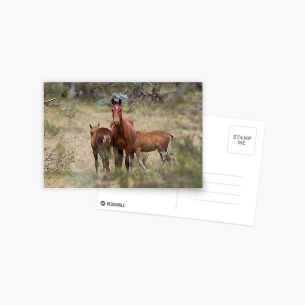Wild Brumbies - Kosciuszko National Park, NSW Postcard