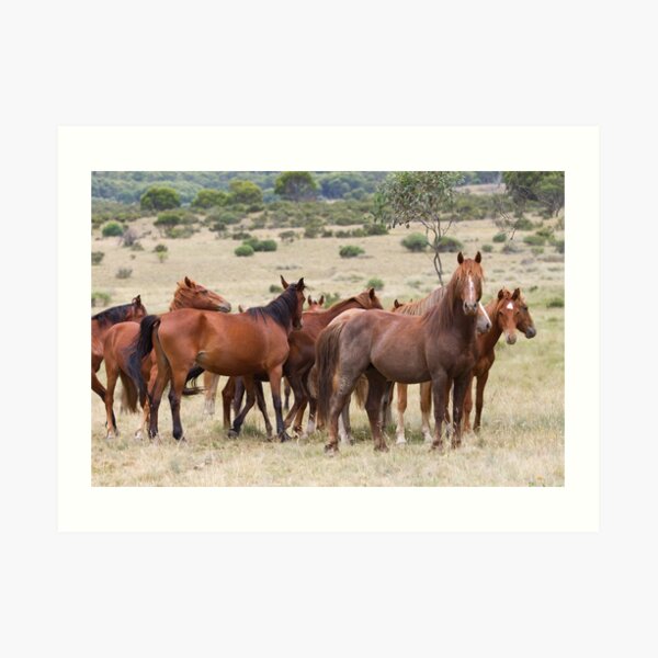 Wild Brumbies - Kosciuszko National Park, NSW Art Print