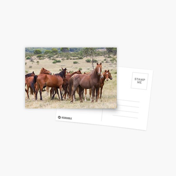 Wild Brumbies - Kosciuszko National Park, NSW Postcard
