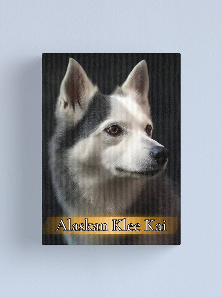 Alaskan Klee Kai Dog Breed Information & Characteristics