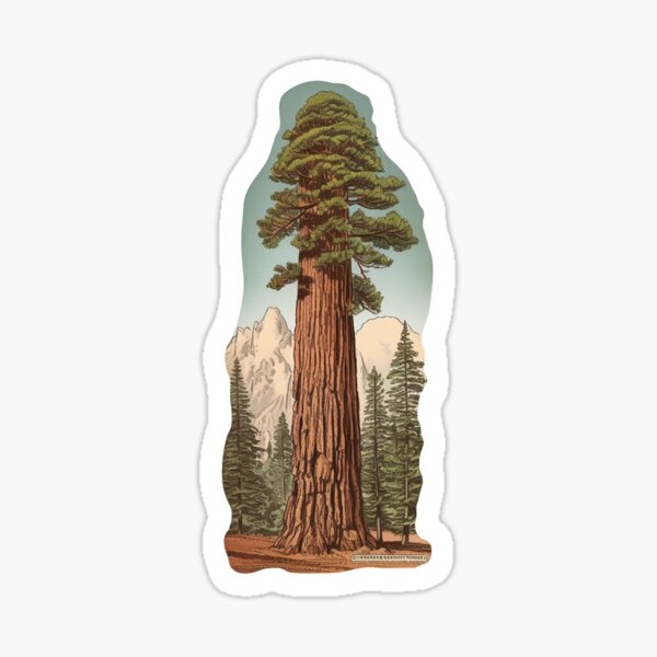 Item preview, The Giant Sequoia - Tall Redwood Tree  - Vintage Illustration  designed and sold by RobertConklin.