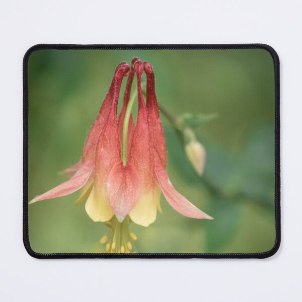 Item preview, Migrant Columbine designed and sold by MarjorieB.