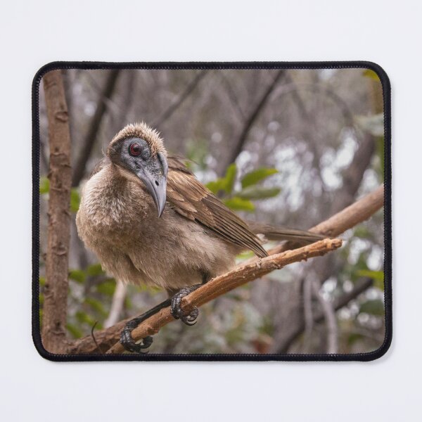 Item preview, Helmeted Friar Bird designed and sold by Geoff Wols.