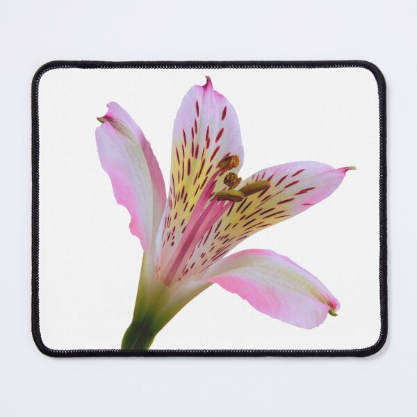 Item preview, Pink and white lily flower designed and sold by TheSeasonalYard.