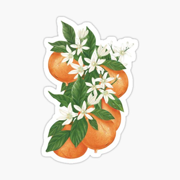 Hand-drawn of half and full oranges with orange flowers and leaves. Sticker