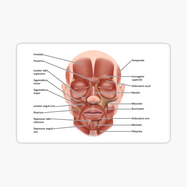 Item preview, Face muscle anatomy, illustration (C046/1440) designed and sold by SciencePhoto.